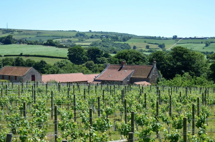 Ryedale Vineyards in Yorkshire