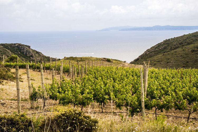 Seaside vineyard views in Emporda, Costa Brava, Catalonia