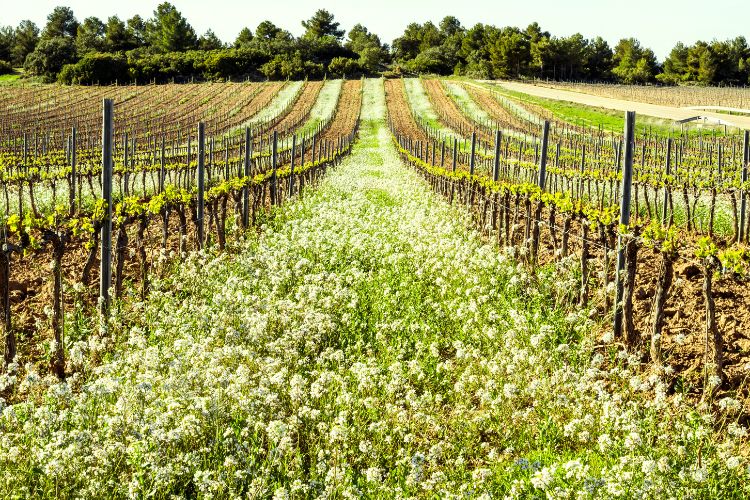 Vineyard view during Spring in DO Terra Alta