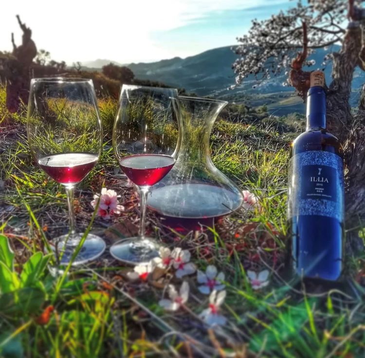 red wine tasting in the vineyard in Priorat