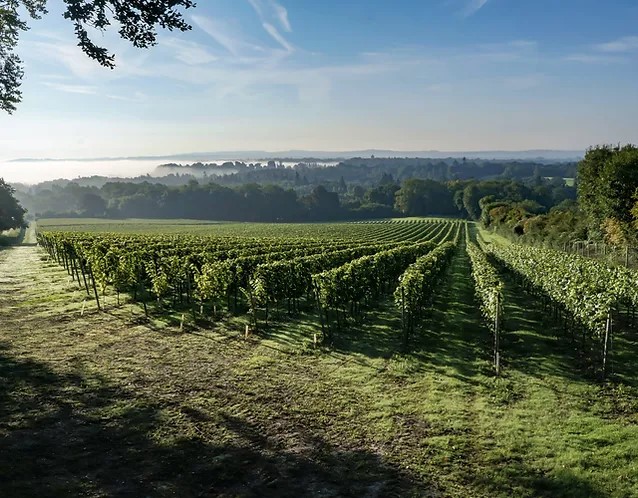 Greyfriars Vineyard in English Wine Country