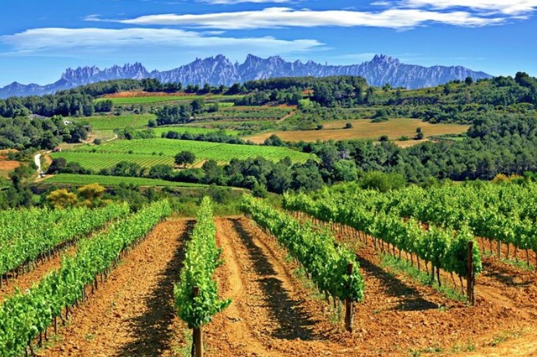 Hike and wine tour in Penedes