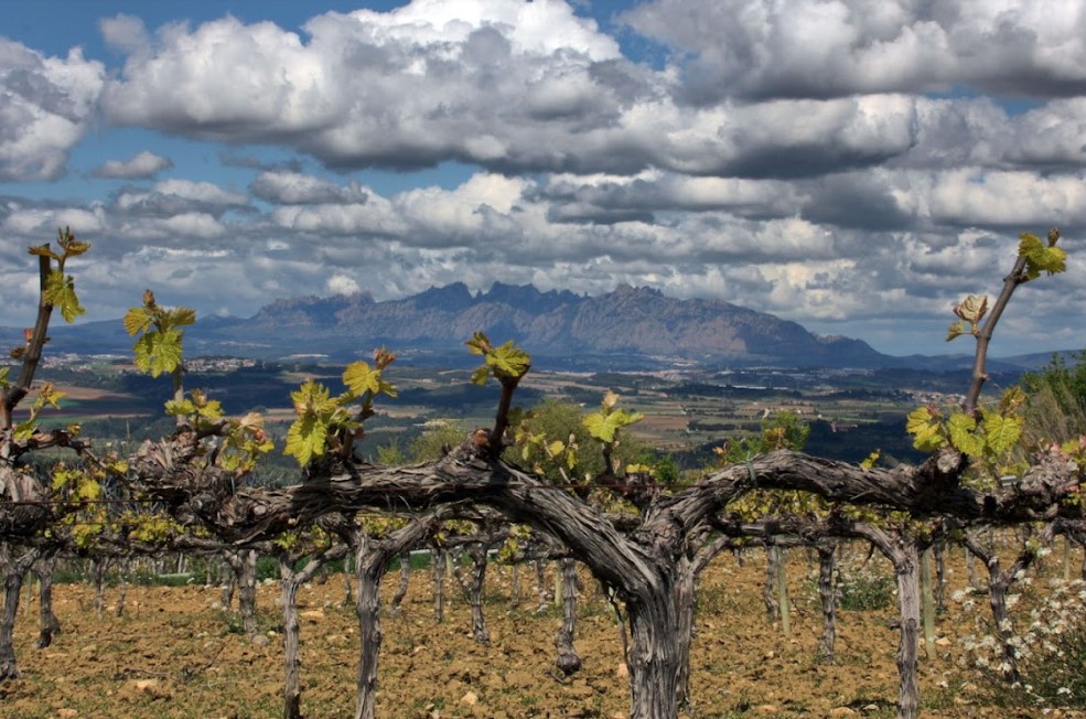 Budding vines during Spring in Penedes at Llopart Winery