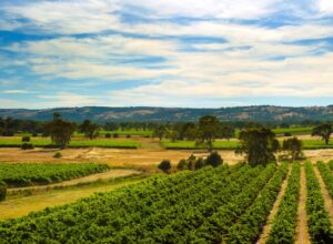15 Best McLaren Vale Wineries & Wine Tours to Try 2026