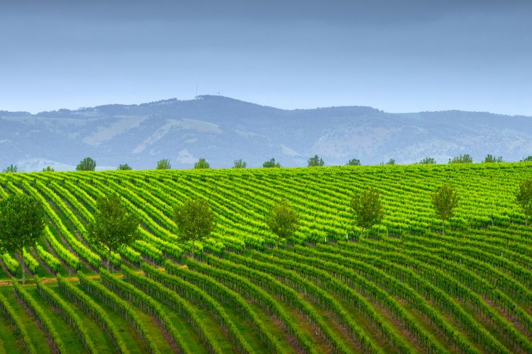 Vineyards in McLaren Vale South Australia