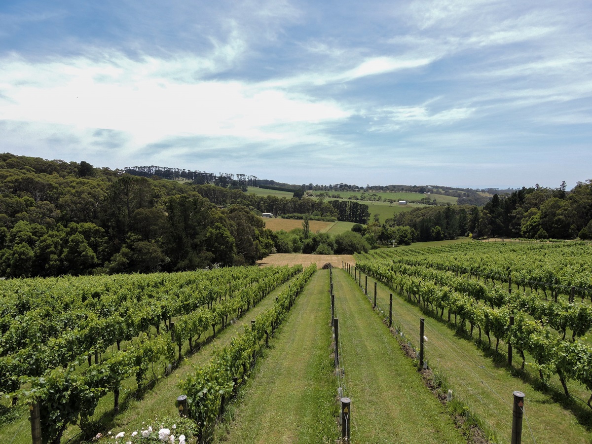Vineyard views in Mornington Peninsula Australia