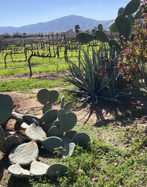 Expert Guide: 10 Best Valle de Guadalupe Wineries (2024)