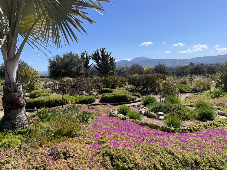 Finca La Carrodilla organic vineyards and rooftop garden
