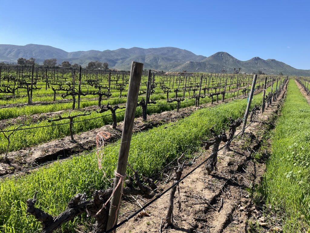 Winery view in Valle de Guadalupe Mexico