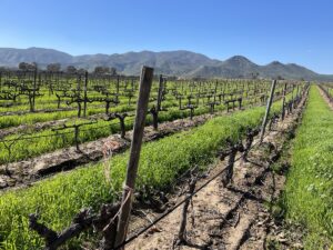 Expert Guide: 10 Best Valle de Guadalupe Wineries (2025)