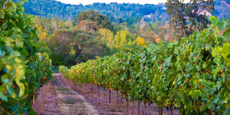 Trella Vineyards