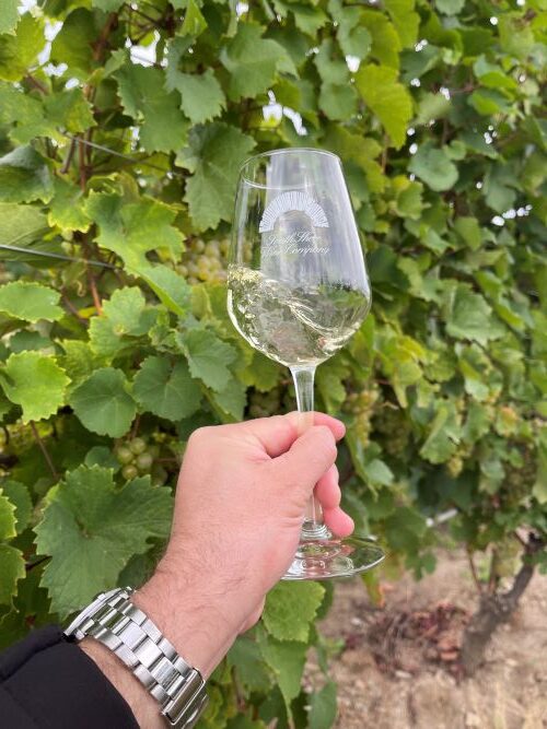 tasting wine in the vineyard in Lake Erie from South Shore Wine Company.