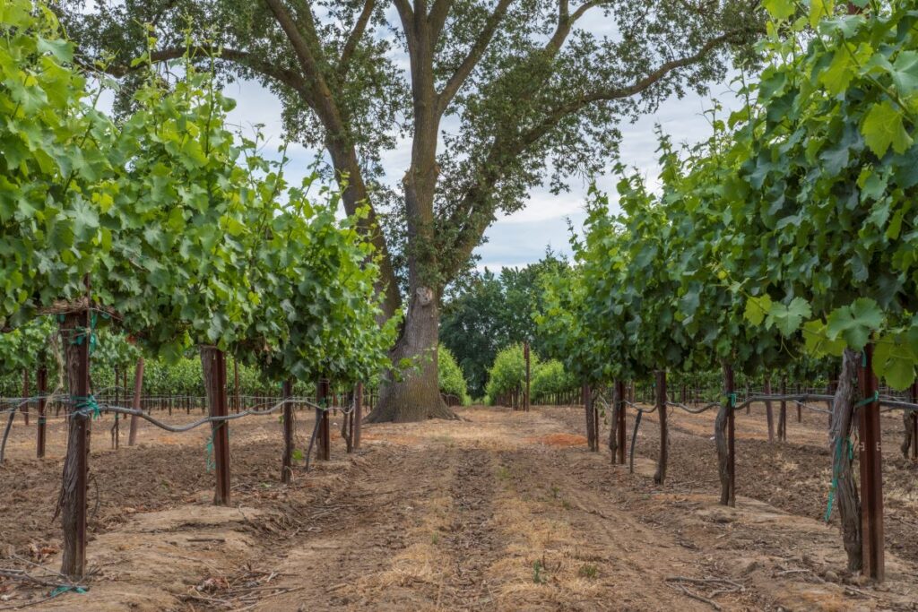 Expert Guide Best Wineries to Visit in Lodi California (2025)
