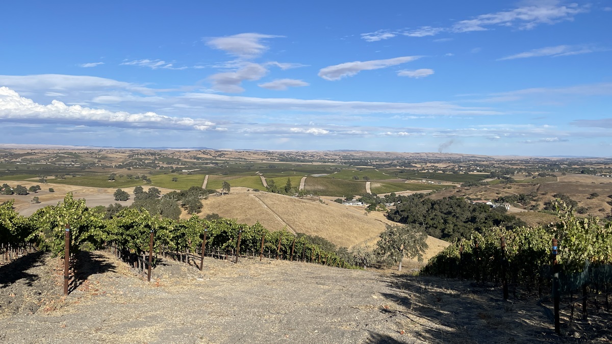 Caelesta Vineyards, Templeton Gap Hilltop Views