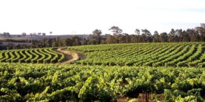 Best Wine Tours & Wineries in Yarra Valley: Complete Travel Guide 2026