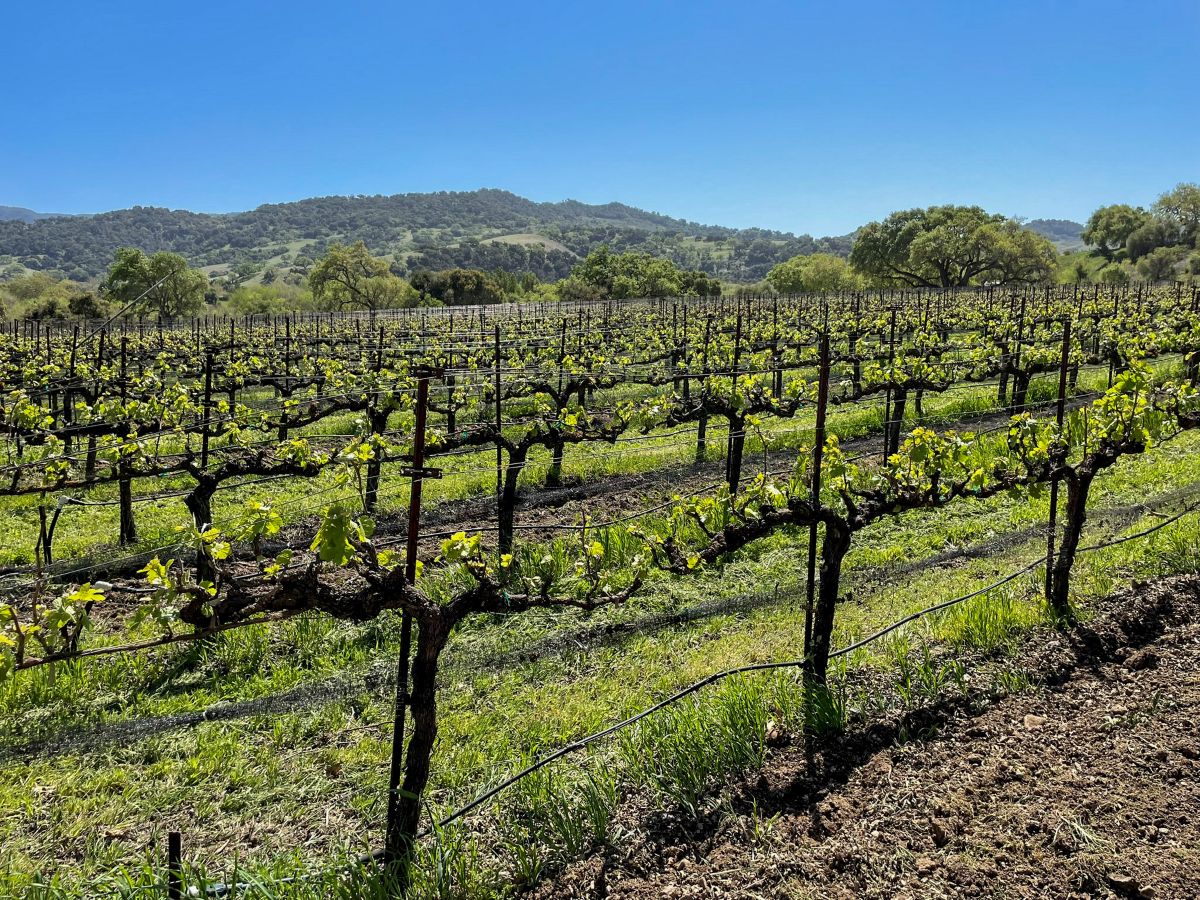 View of grape vines during a Santa Barbara wine tour