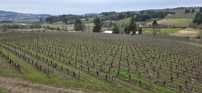 Lachini Vineyards