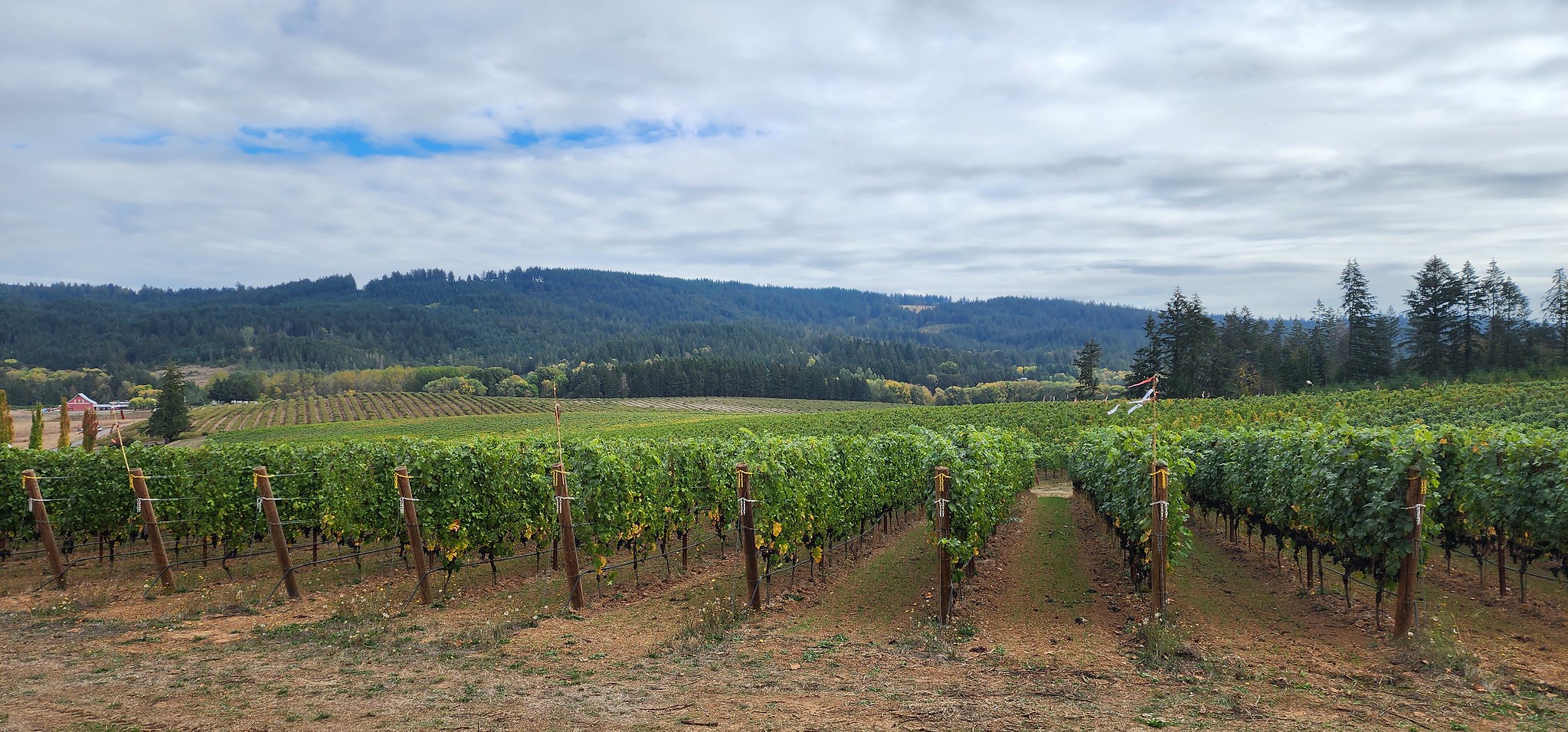Newberg, Yamhill-Carlton, and McMinnville Travel Guide