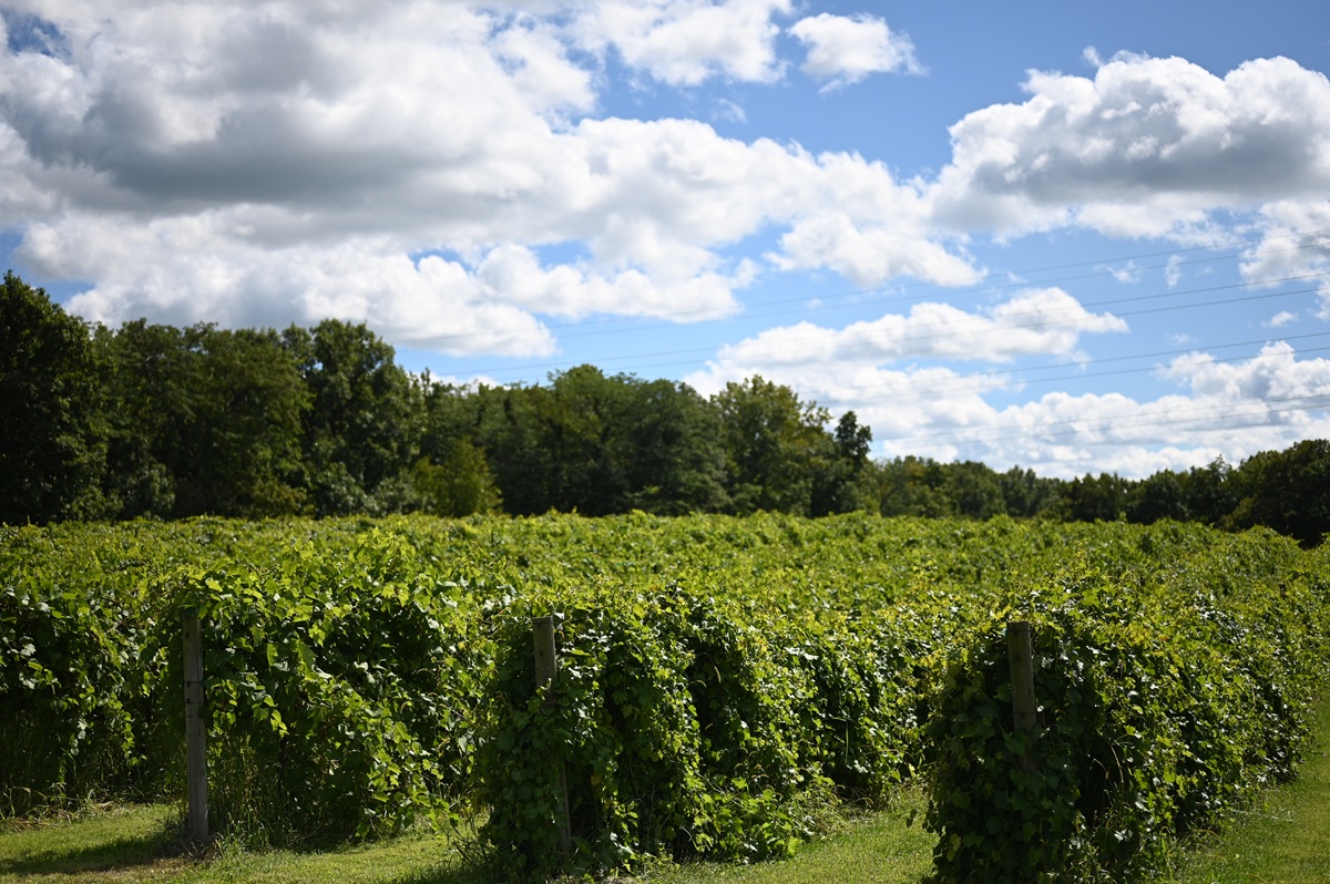 August Hill Winery and vineyards near Chicago