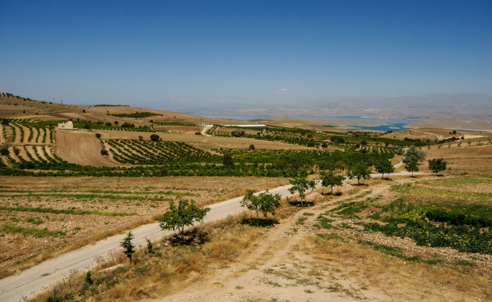 Eastern Anatolia, scattered Öküzgözü vineyards