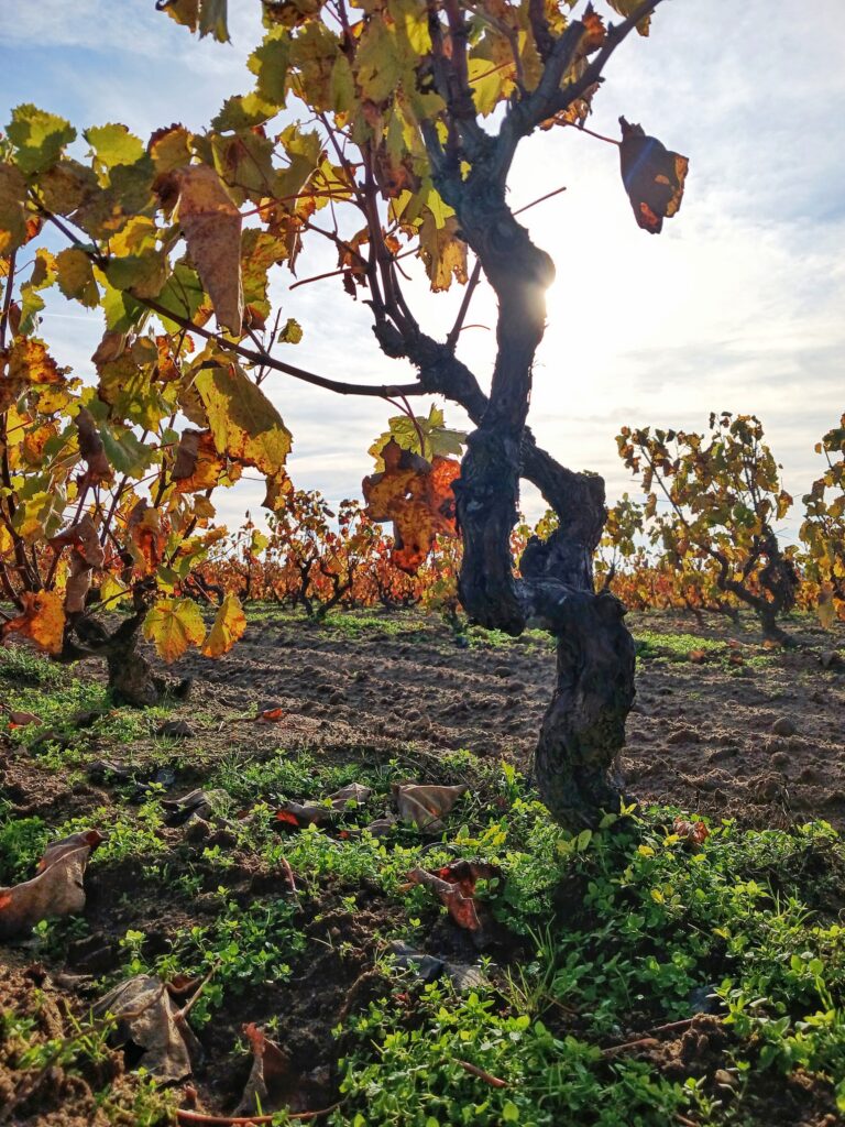 Papazkarasi, Arda Winery, Thrace
