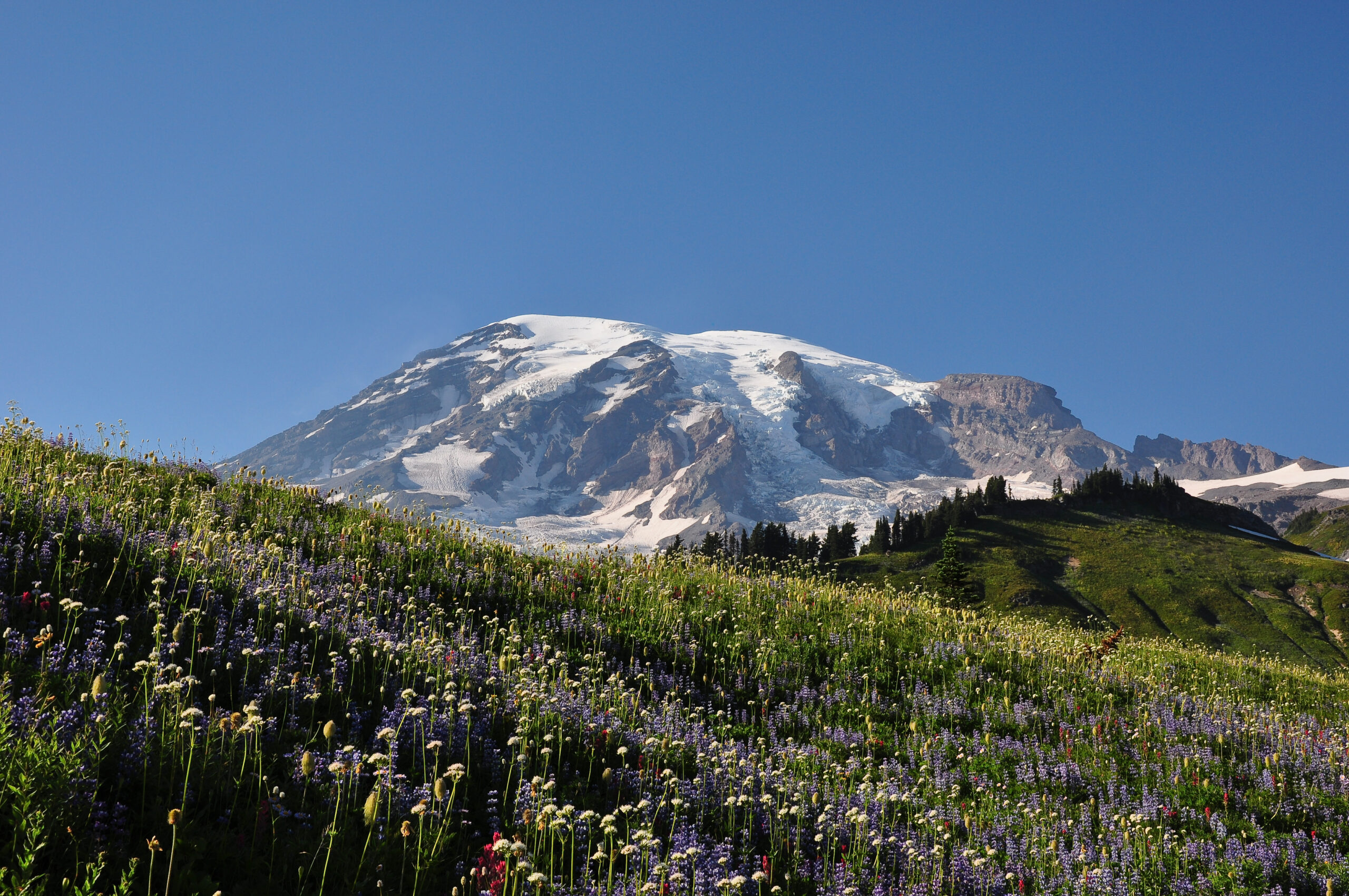 Mount Rainier above wildflower meadows at Paradise