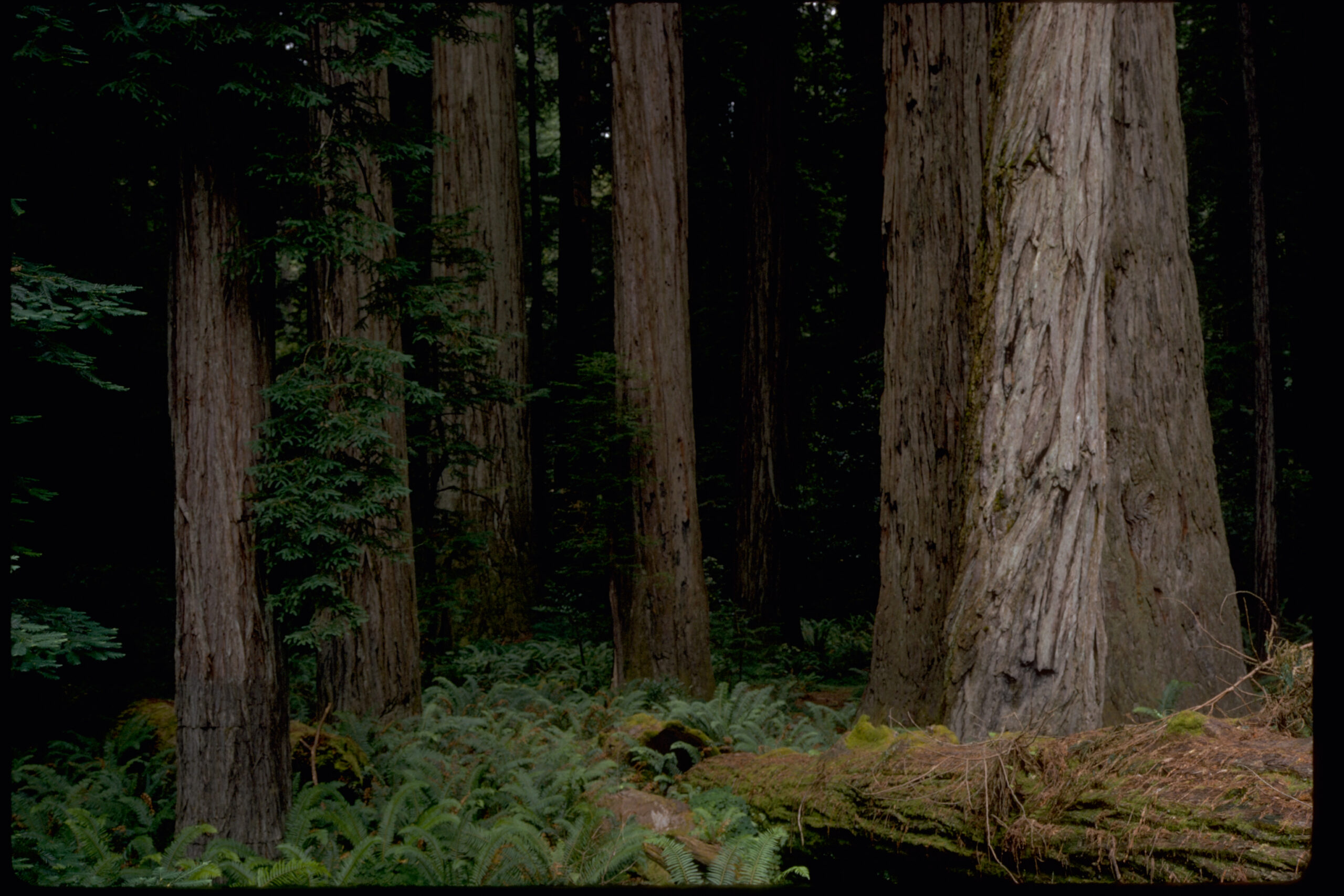 Coast redwoods in Redwood National Park, California