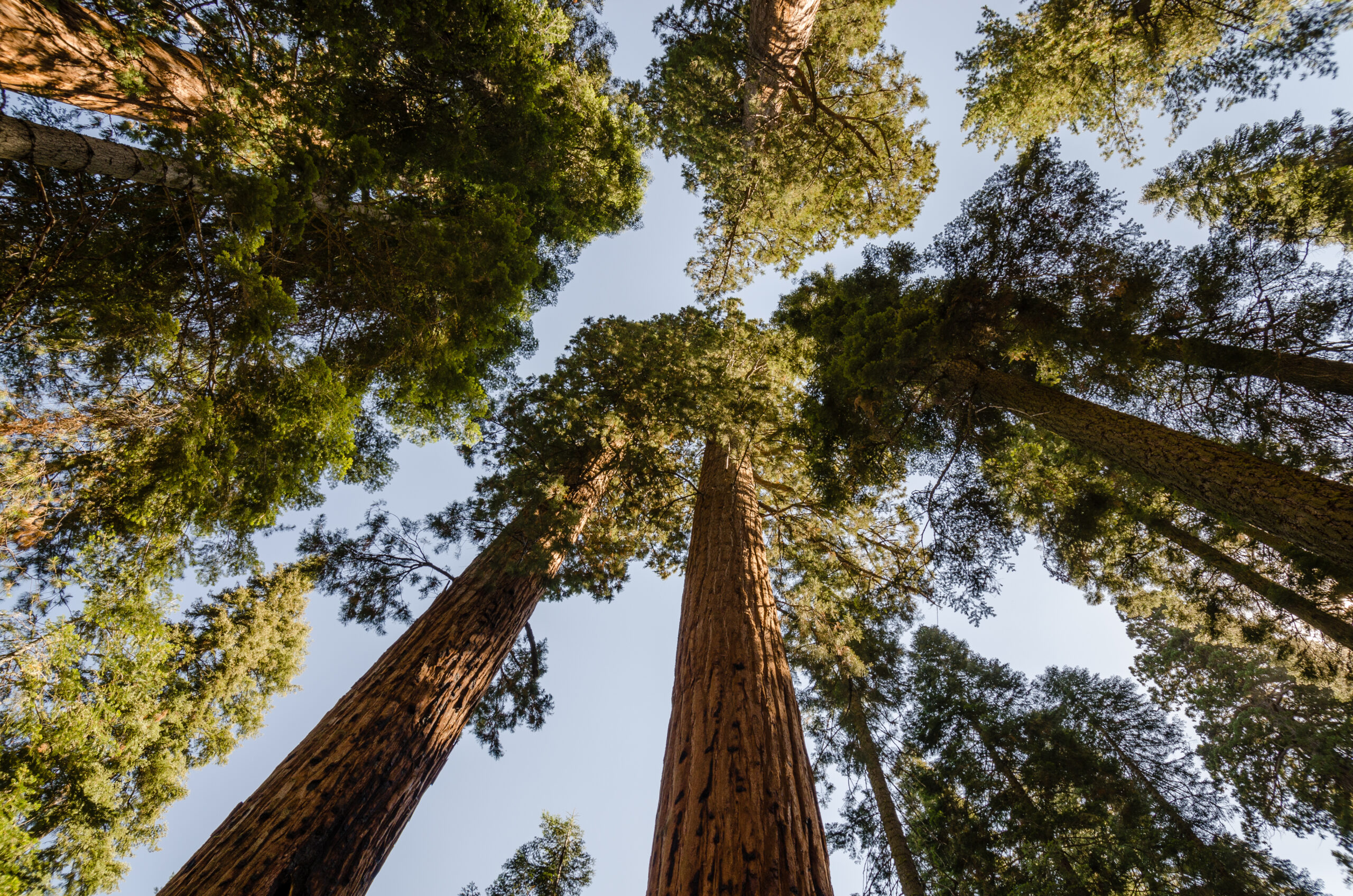 Giant sequoias in the Giant Forest, Sequoia National Park