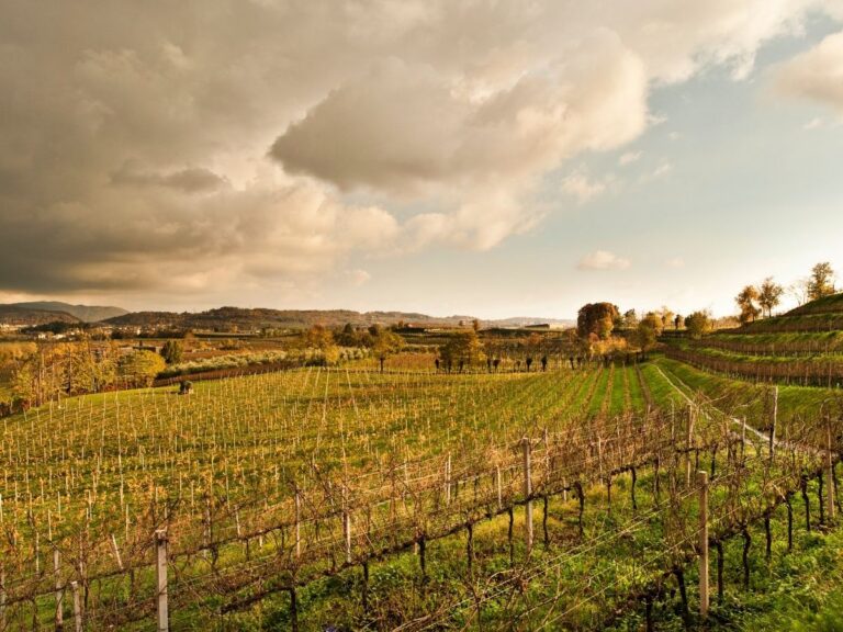 Best Wineries Near Milan: Where to Go Wine Tasting From Milan
