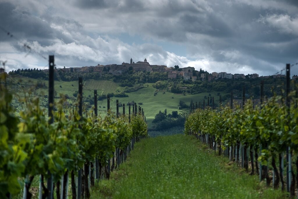 Verdicchio vines in Cupramontana, Le Marche