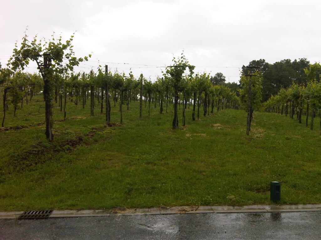 A typical vineyard in Franciacorta, Lombardy