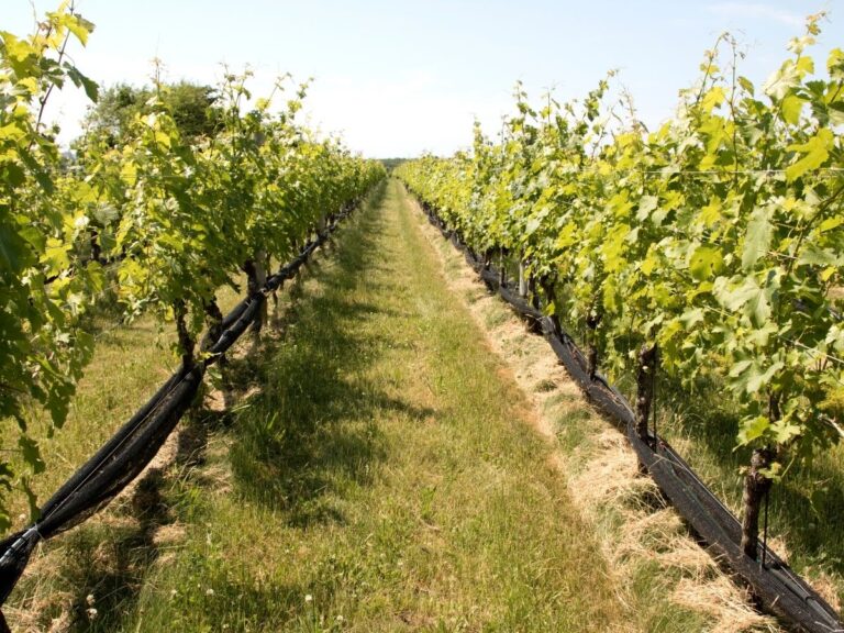 Best Wineries Near NYC: Where to Go Wine Tasting From New York City
