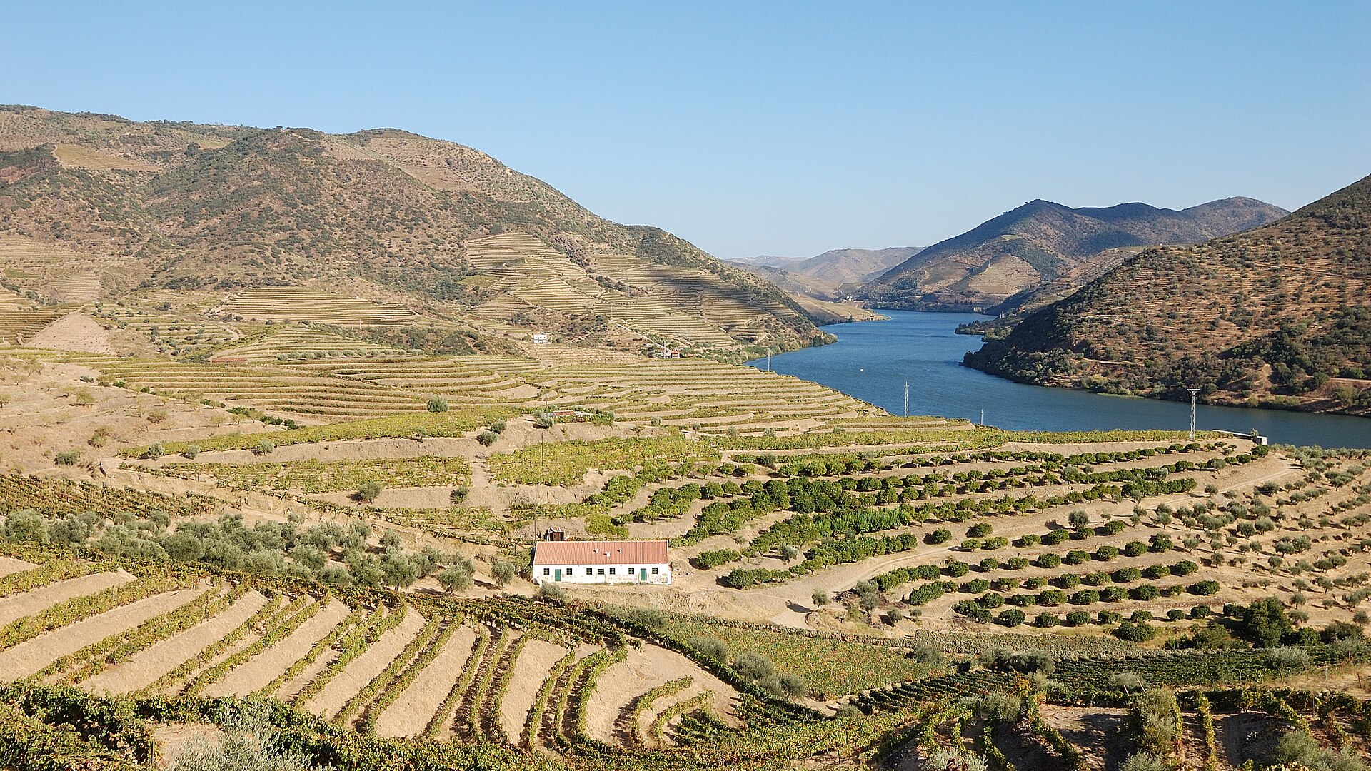 Terraced vineyards of the Douro Valley in Portugal