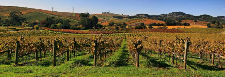 Best Wineries Near San Francisco: Where to Go Wine Tasting From the City