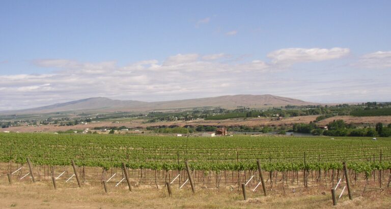 Best Wineries Near Seattle: Where to Go Wine Tasting From the City