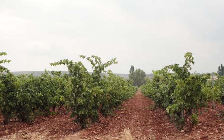 Best Wineries Near Bilbao: Where to Go Wine Tasting From the City