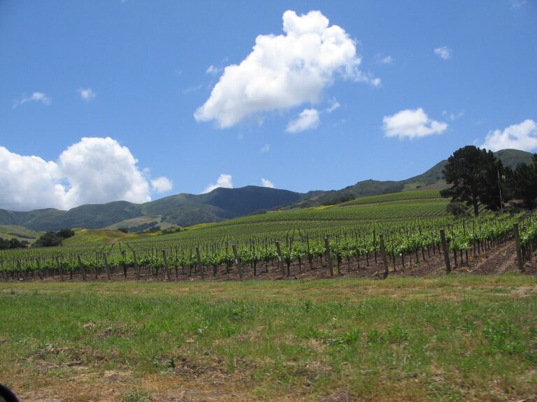 Best Wineries Near Los Angeles: Where to Go Wine Tasting From the City