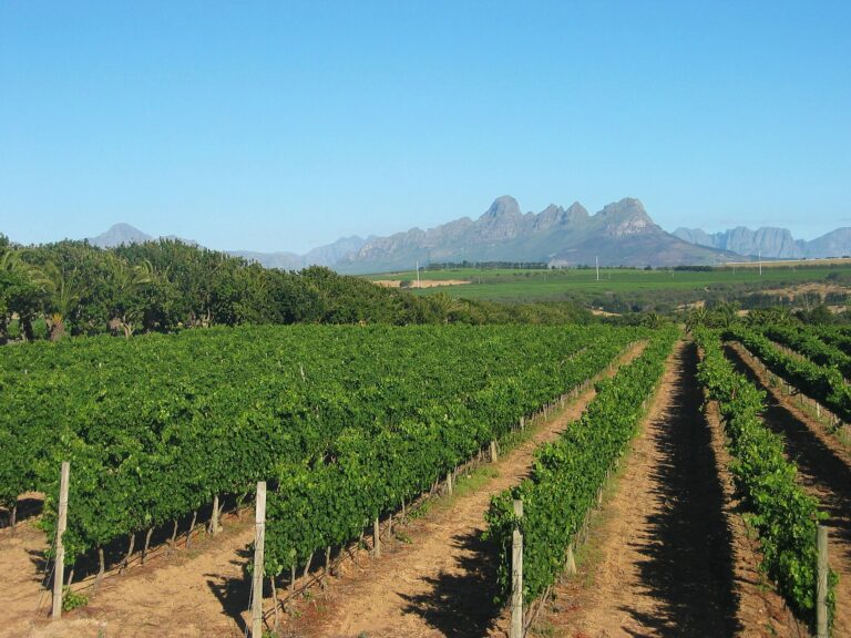 Best Wineries Near Cape Town: Where to Go Wine Tasting From the City
