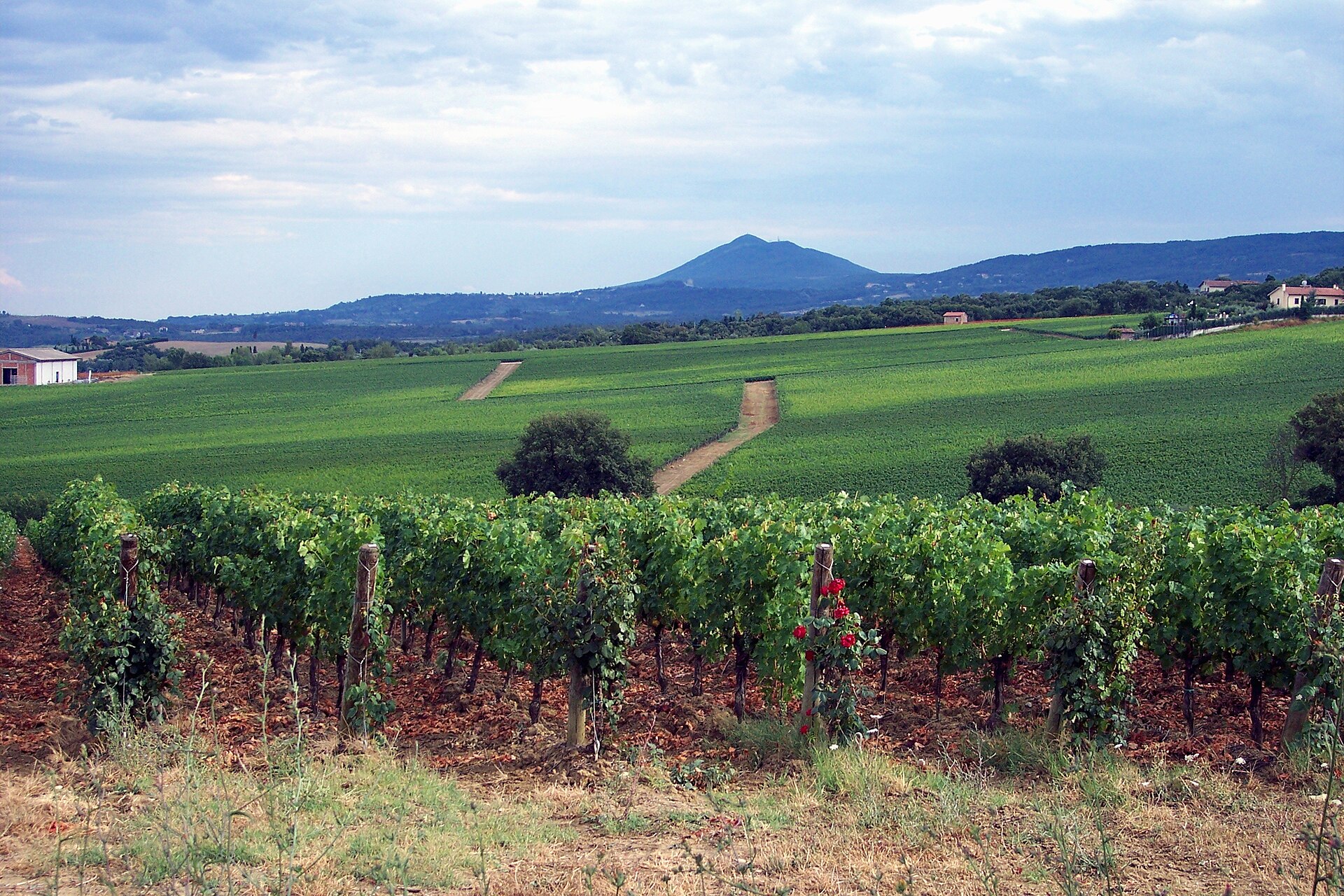Vineyards in the Val d Orcia, Tuscany