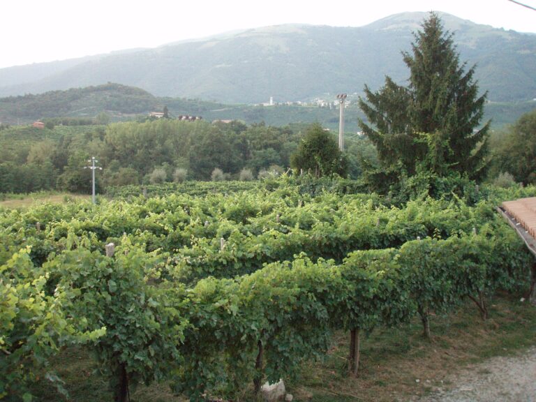 Best Wineries Near Venice: Where to Go Wine Tasting From the City