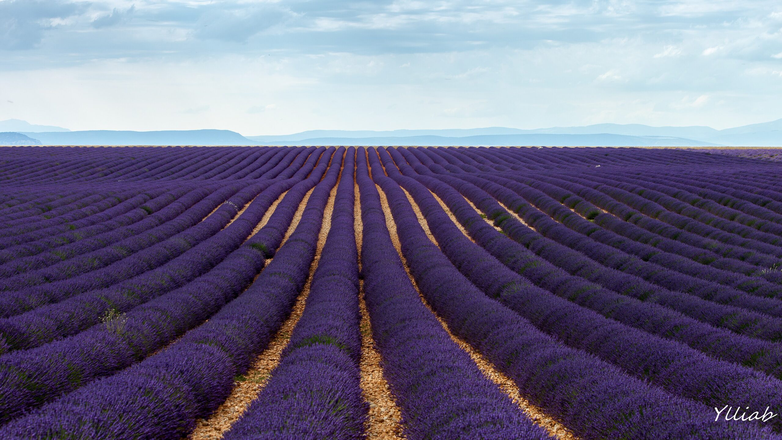 Rows of lavender in bloom on the Valensole plateau in Provence