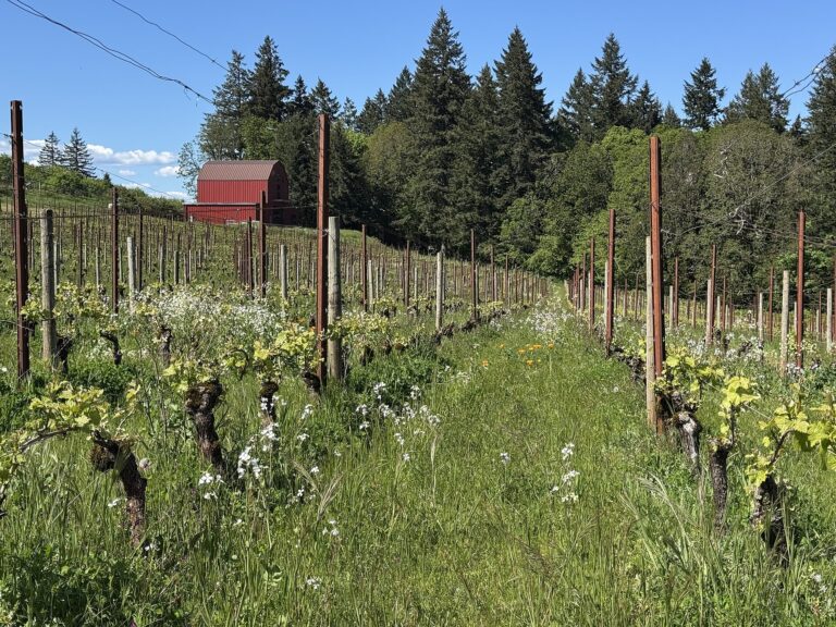 Best Wineries Near Portland: Where to Go Wine Tasting From the City