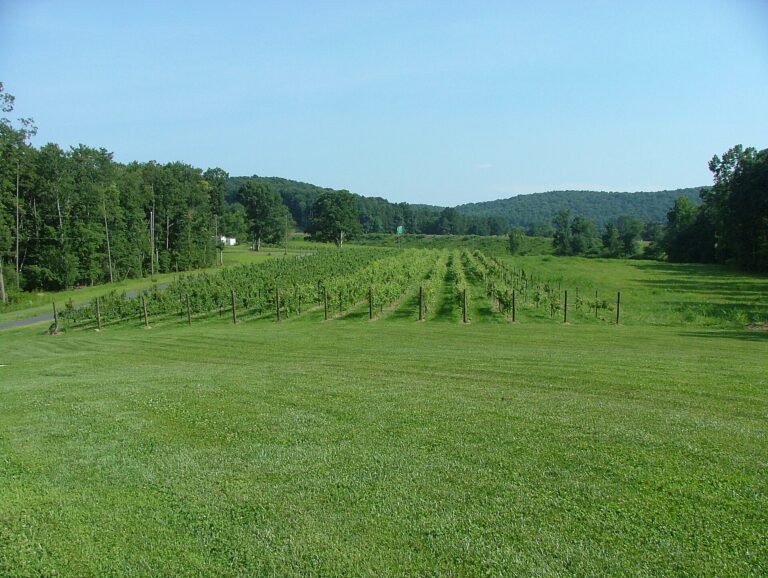 Best Wineries Near Charlotte: Where to Go Wine Tasting From the City